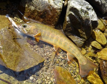 尺イワナ連続ゲット！